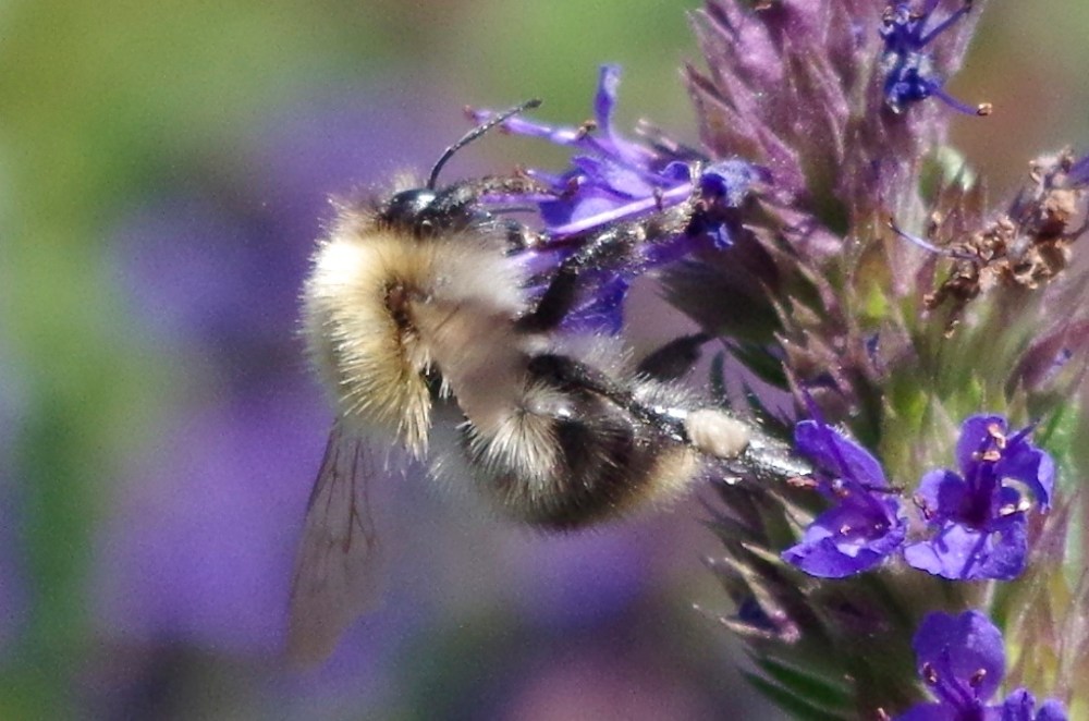 Bees in August, Dorset
