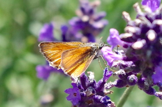 Skipper Butterfly, Dorset