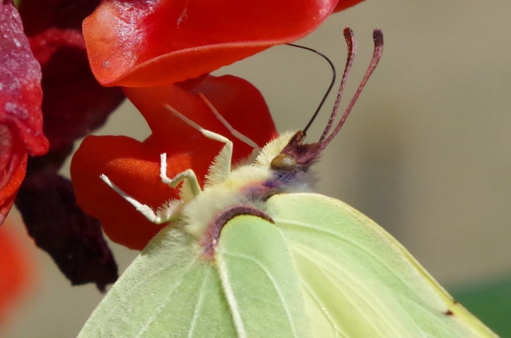Brimstone Butterfly on Runner Bean Flowers, Dorset
