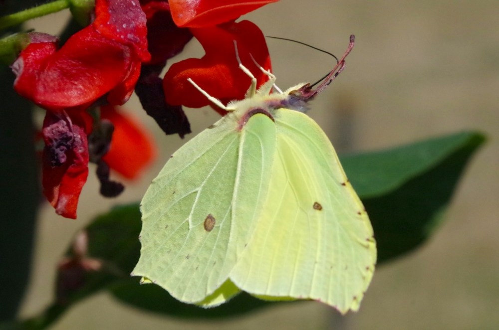Brimstone Butterfly on Runner Bean Flowers, Dorset