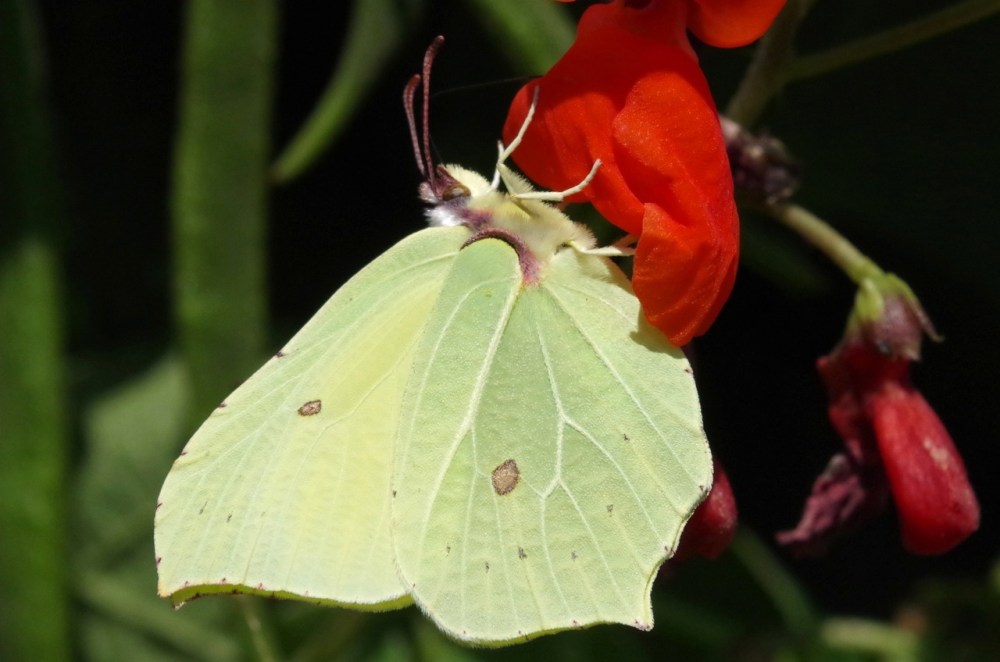Brimstone Butterfly on Runner Bean Flowers, Dorset