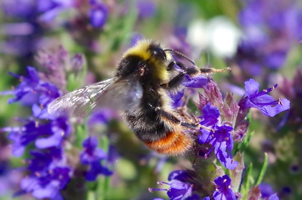 Red-tailed Bumblebee Bombus lapidarius, Dorset (Keith Salvesen)