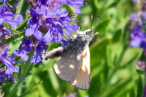 Skipper Butterfly, Dorset