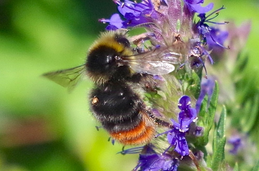 Red-tailed Bumblebee Bombus lapidarius, Dorset (Keith Salvesen)