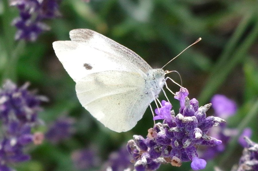 Large white butterfly, Dorset