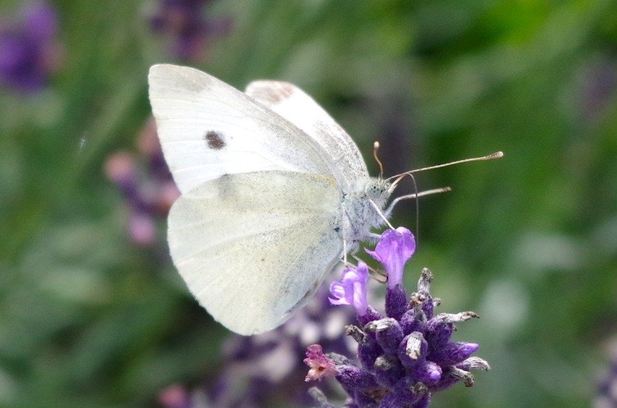 Large white butterfly, Dorset