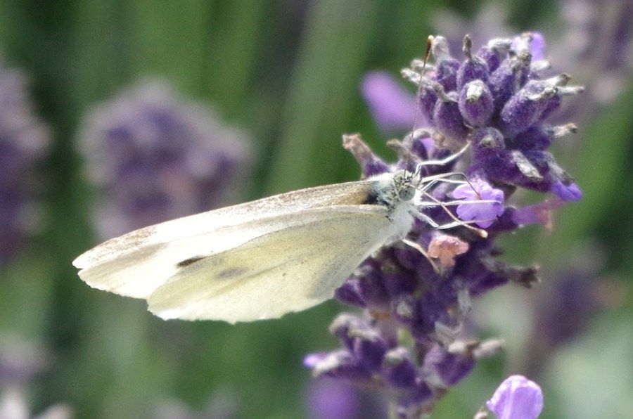 Large white butterfly, Dorset