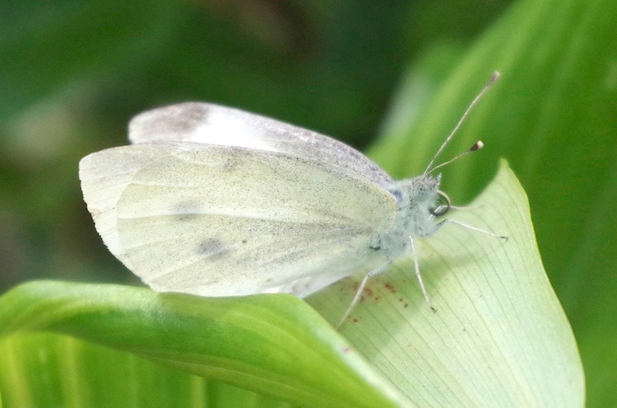 Large white butterfly, Dorset