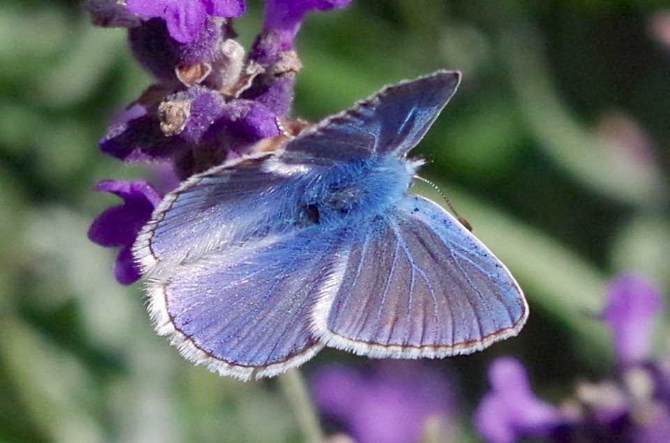 Common Blue Butterfly, Dorset 3