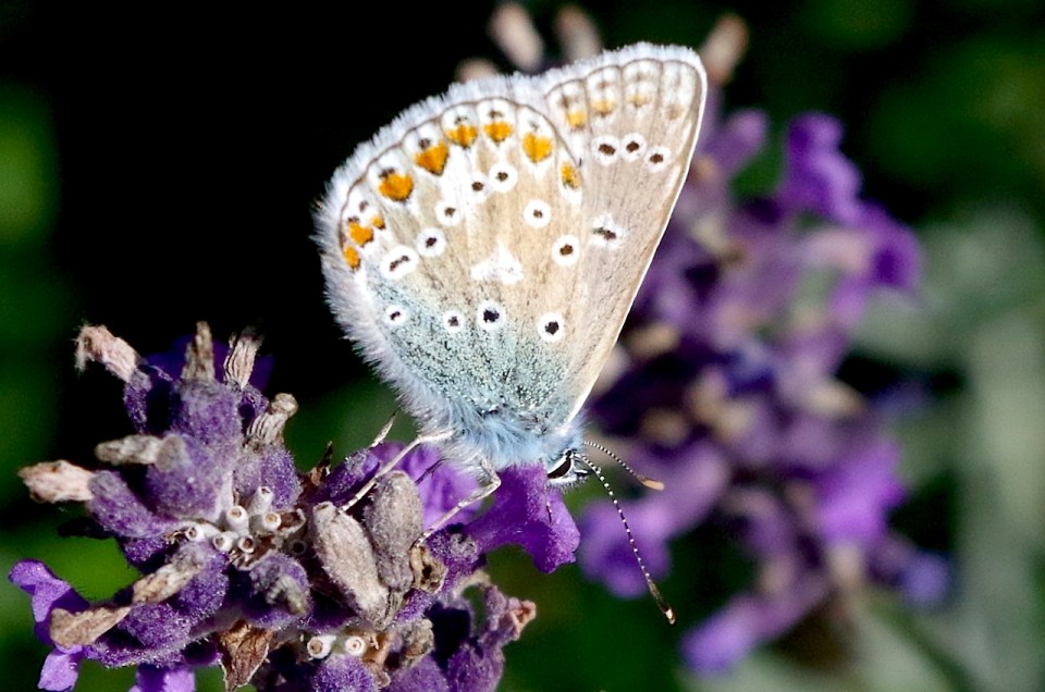 Common Blue Butterfly, Dorset 5