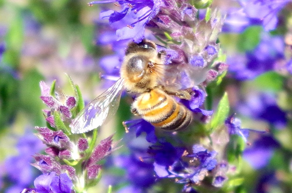 Dorset honey bee on Hyssop