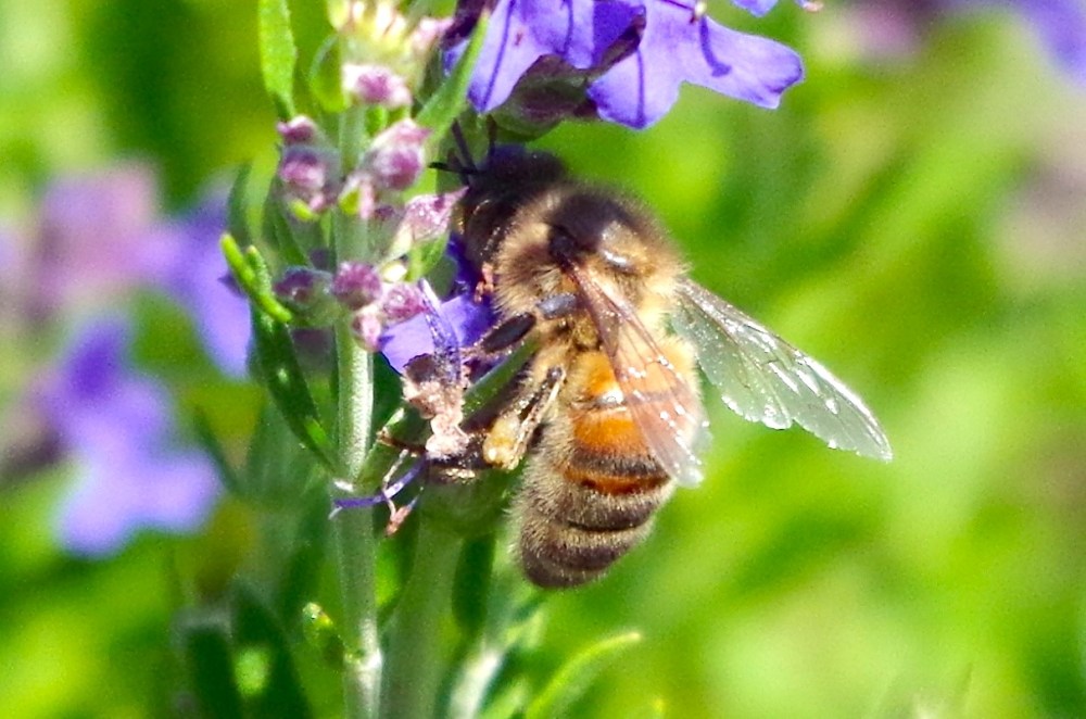 Dorset honey bee on Hyssop