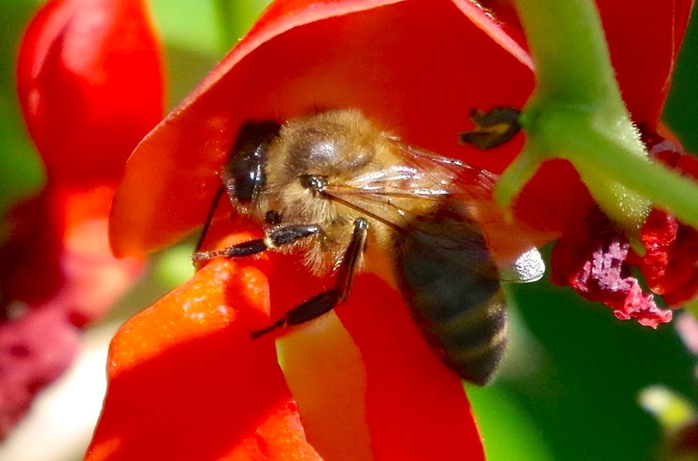 Dorset Honey bee on runner bean flower