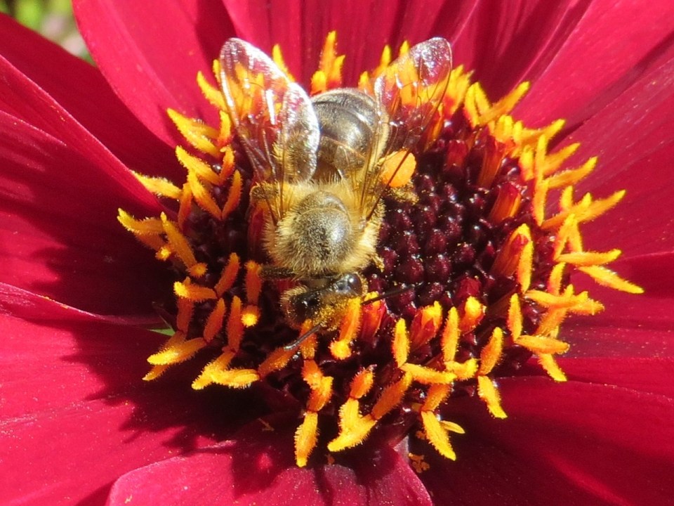 Late honey bee and dahlia2