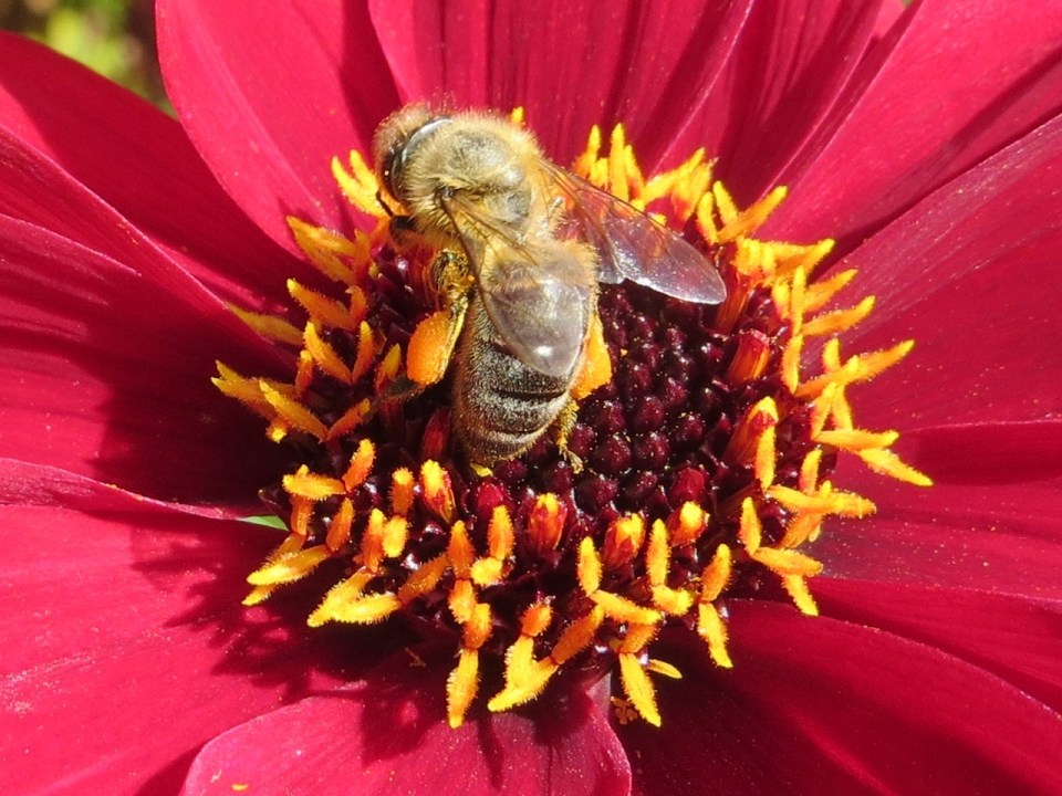 Late honey bee and dahlia4