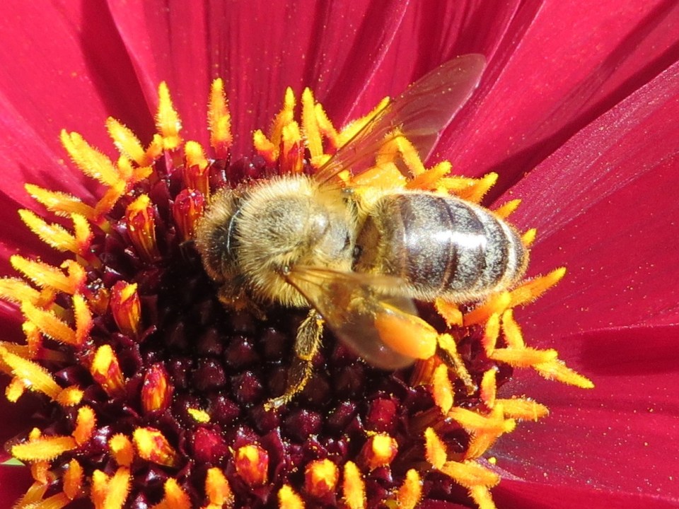 Late honey bee and dahlia7