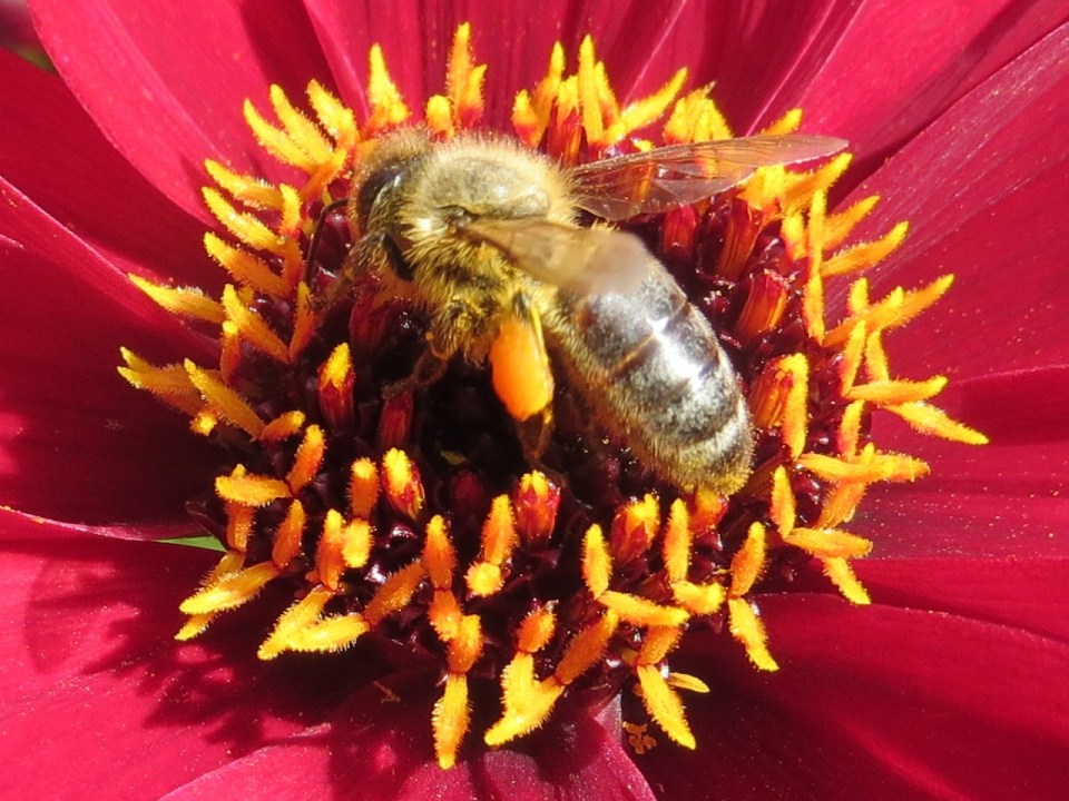 Late honey bee and dahlia8