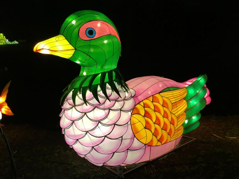 Chinese New Year 2016 Chiswick House 07