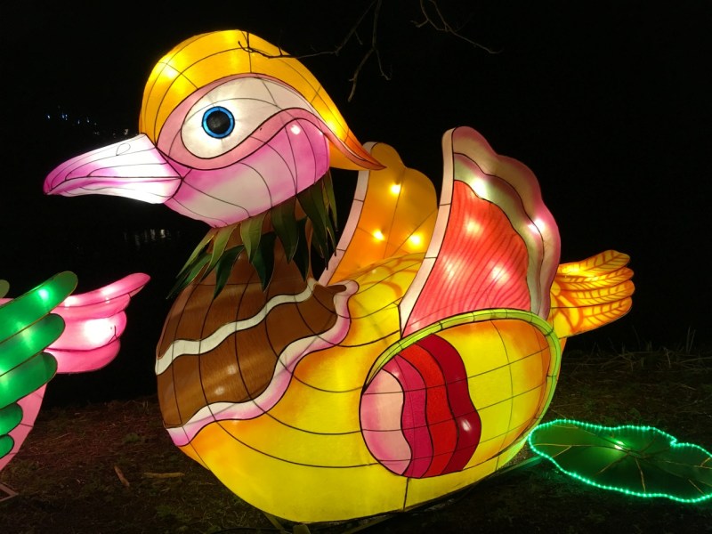 Chinese New Year 2016 Chiswick House 08