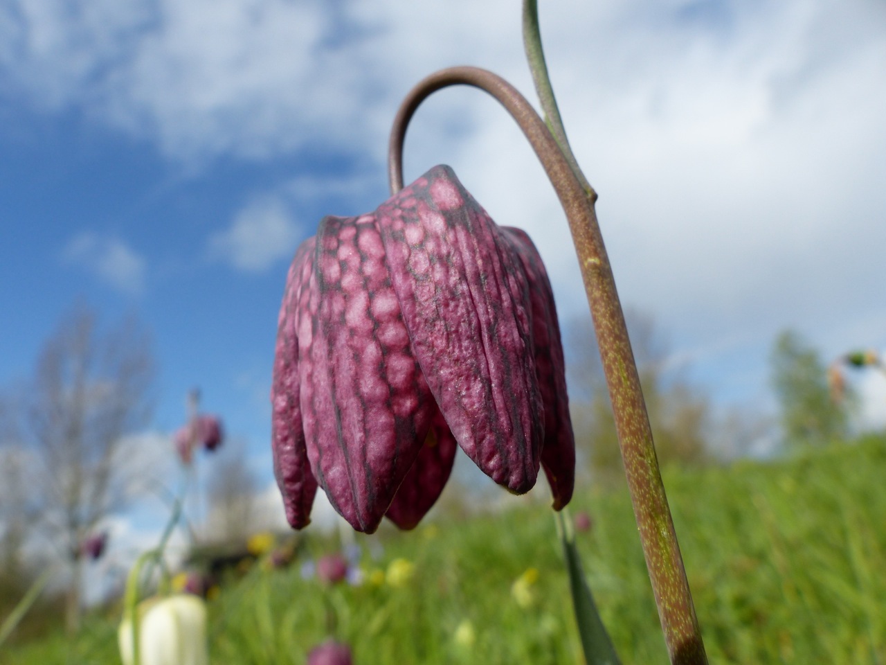 Fritillaries - snakeshead purple & white 02