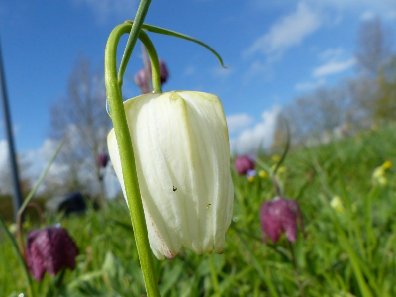 Fritillaries - snakeshead purple & white 03
