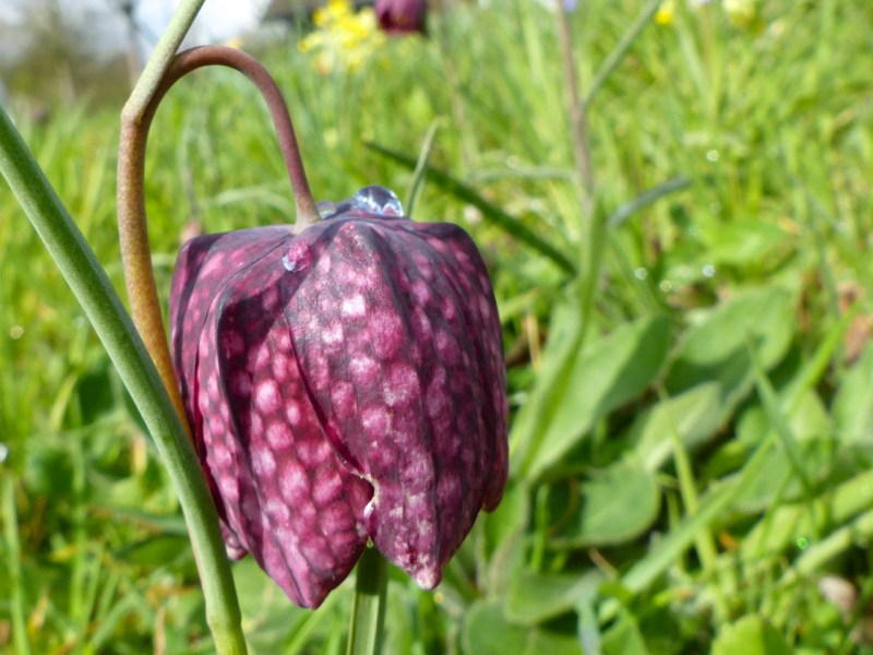 Fritillaries - snakeshead purple & white 04