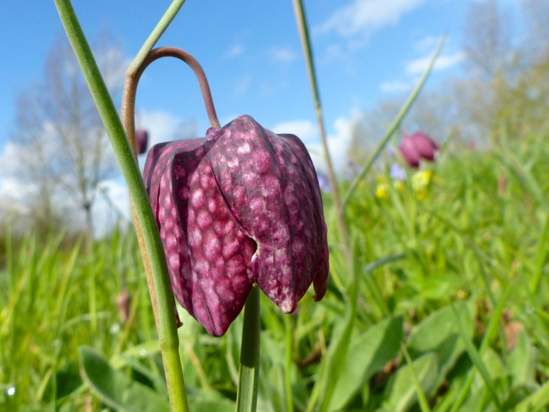 Fritillaries - snakeshead purple & white 05