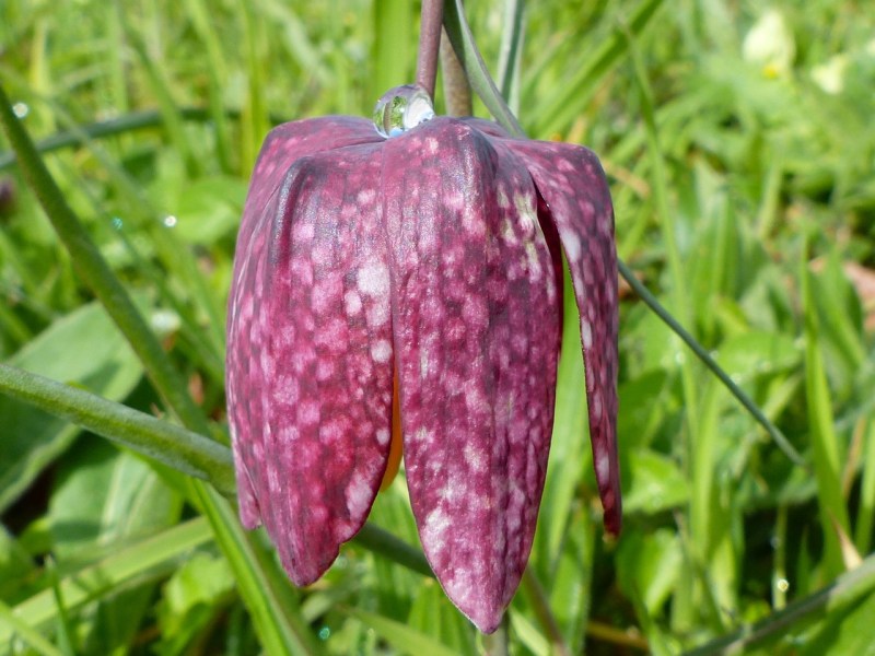 Fritillaries - snakeshead purple & white 06