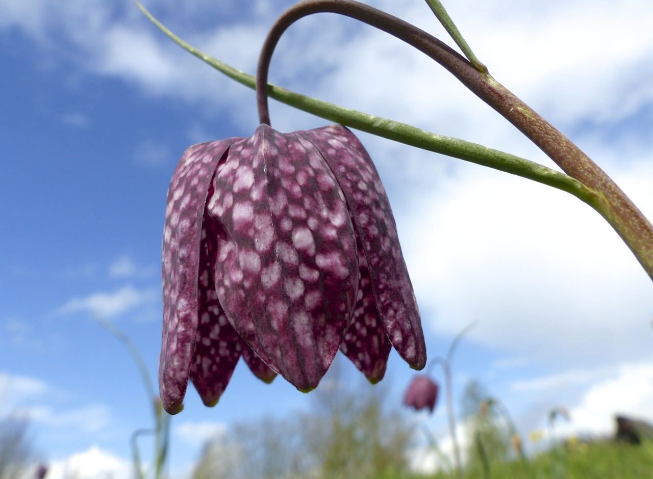 Fritillaries - snakeshead purple & white 07