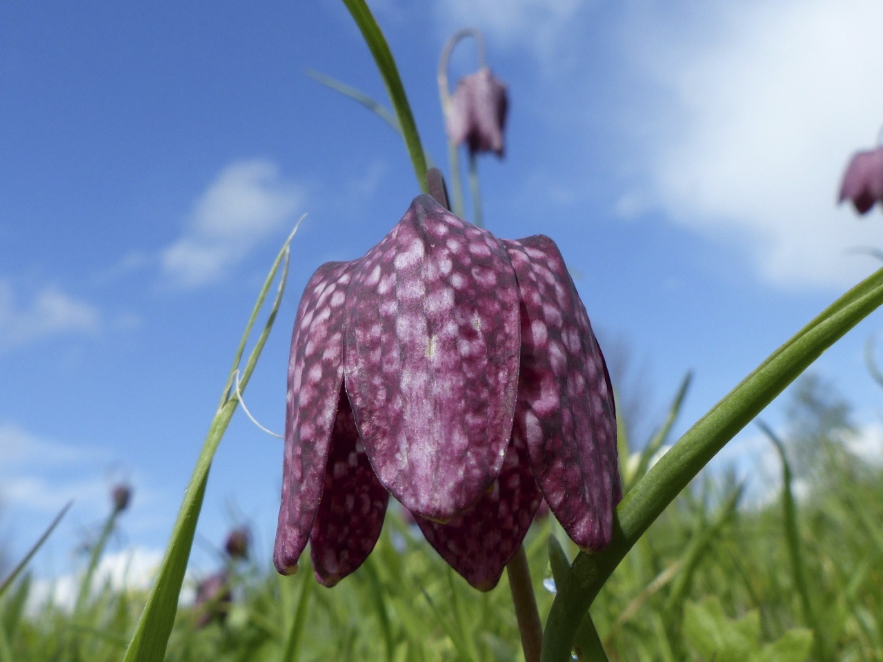 Fritillaries - snakeshead purple & white 08