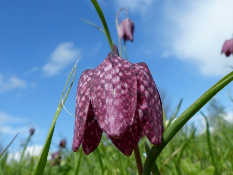 Fritillaries - snakeshead purple & white 08