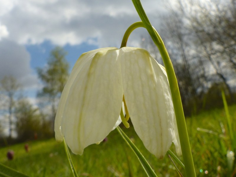 Fritillaries - snakeshead purple & white 09
