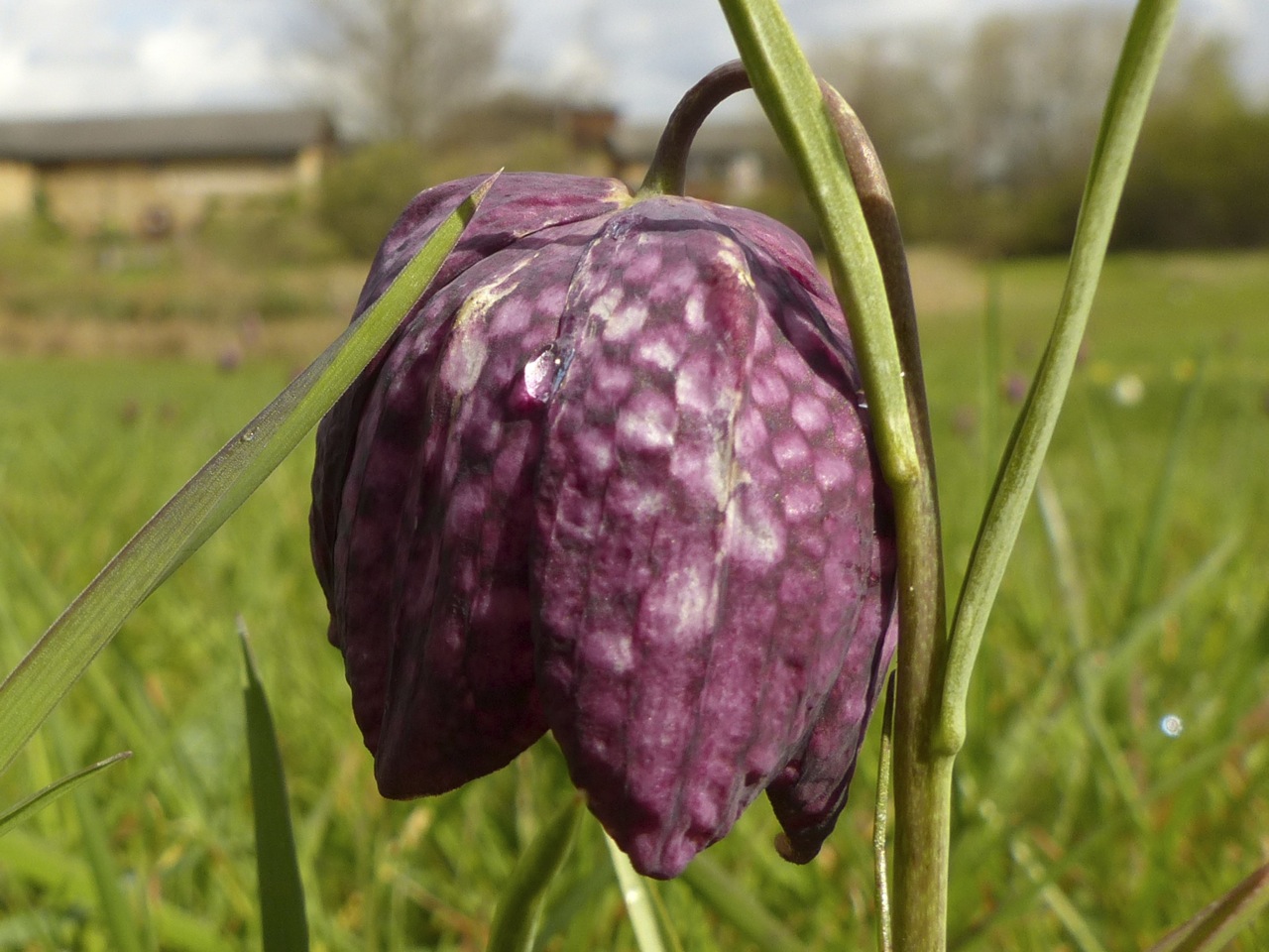 Fritillaries - snakeshead purple & white 10