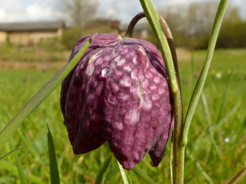 Fritillaries - snakeshead purple & white 10