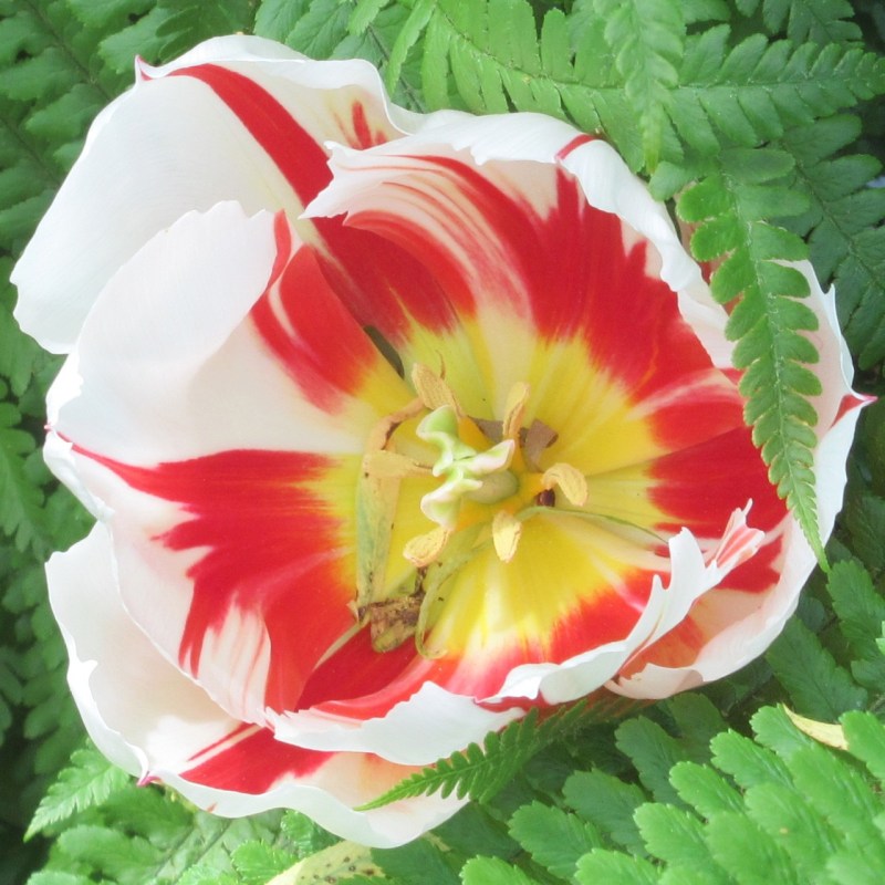 Impressions of Giverny - Lily Pond 07