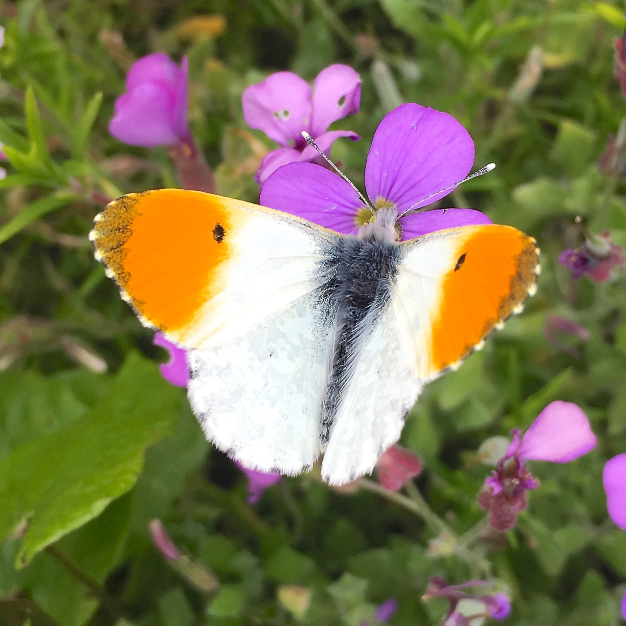 Orange Tip Butterfly, Dorset 1