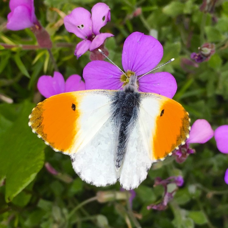 Orange Tip Butterfly, Dorset 3
