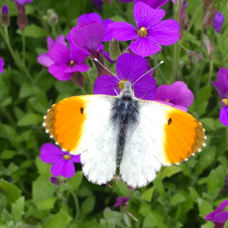 Orange Tip Butterfly, Dorset 4