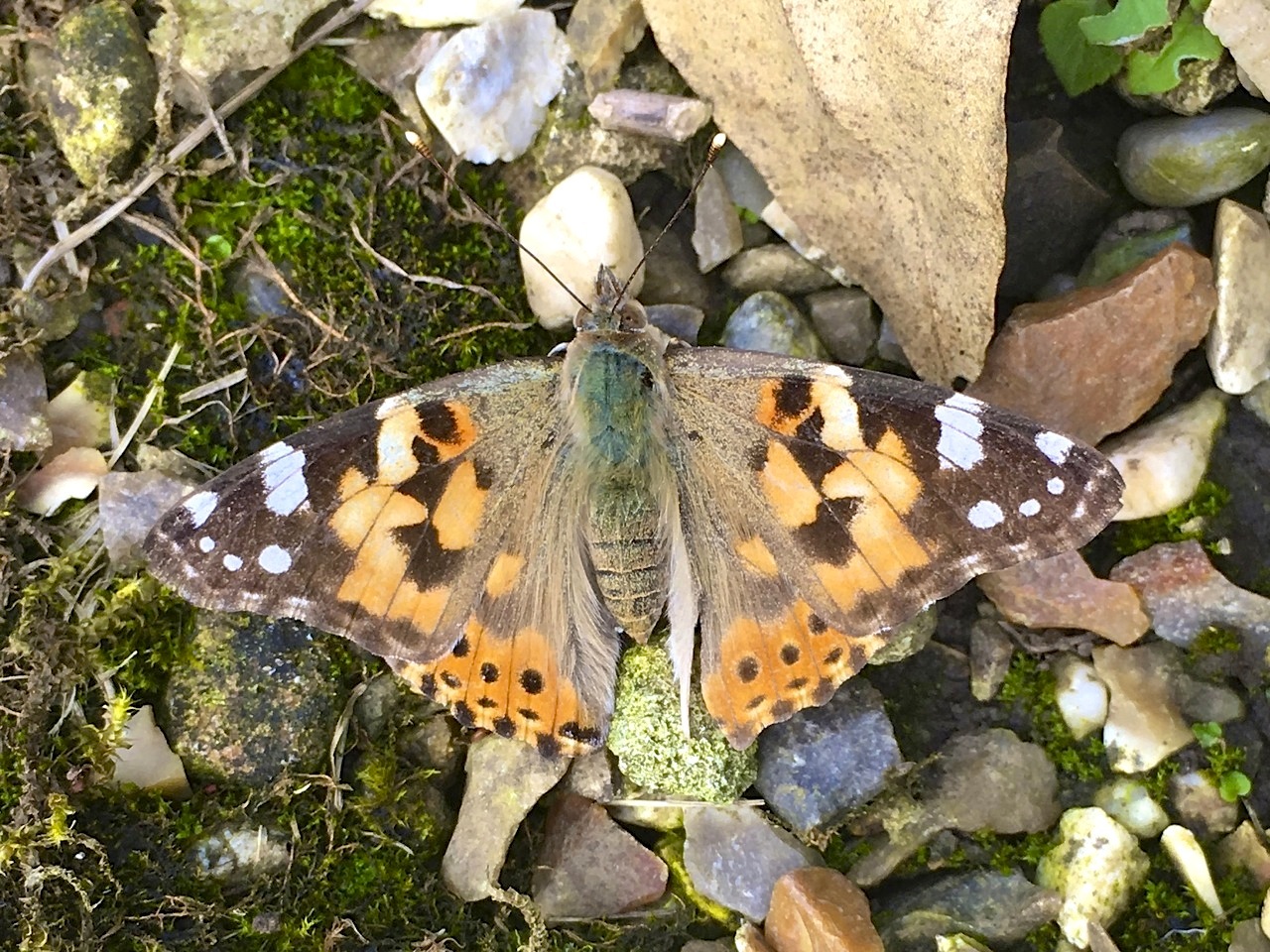 PAINTED LADY, DORSET 1