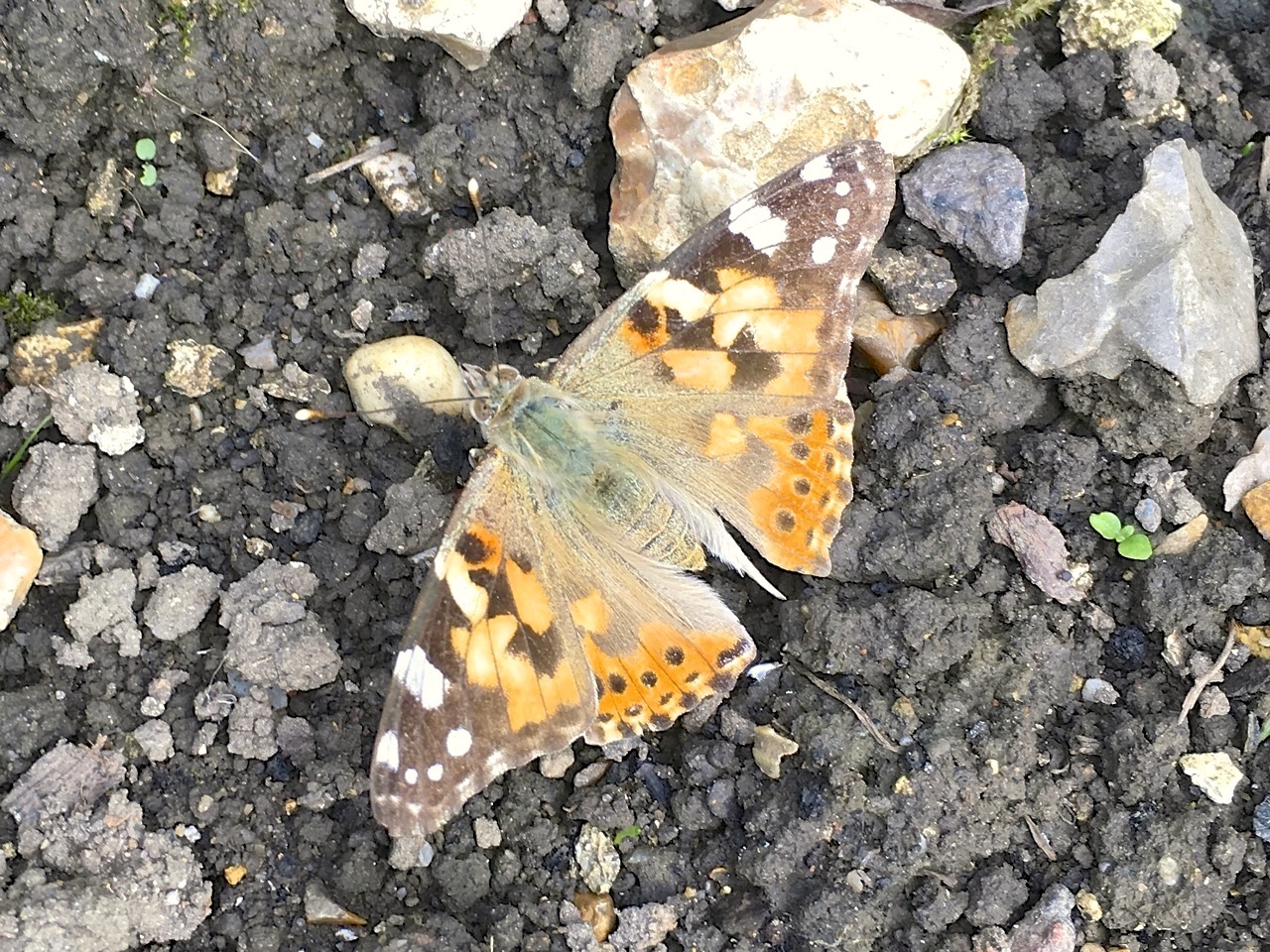 PAINTED LADY, DORSET 3