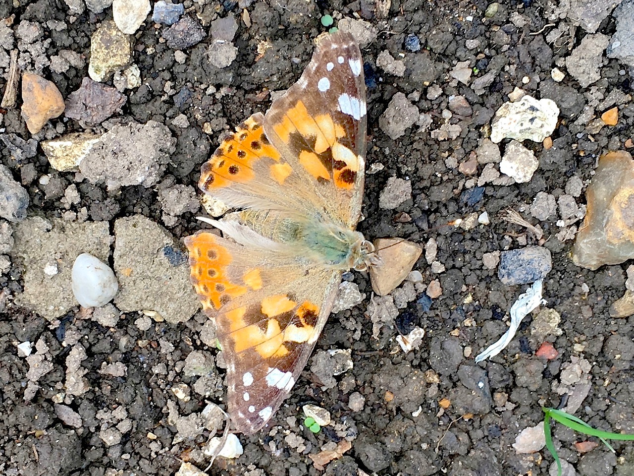 PAINTED LADY, DORSET 5