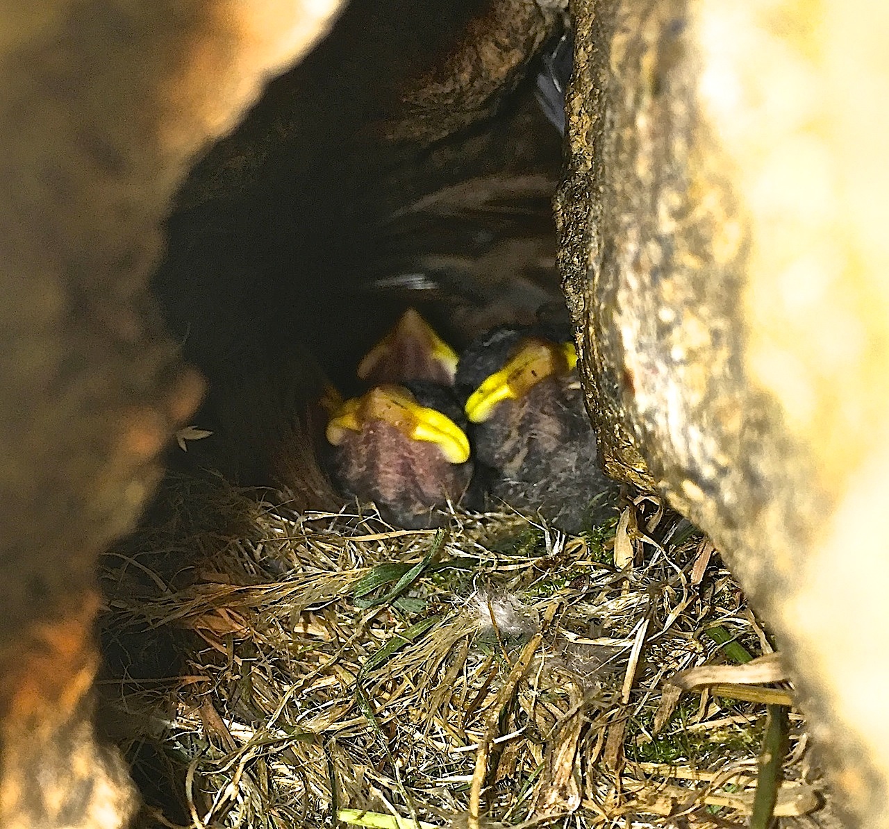 Sparrow Chicks, Dorset 01