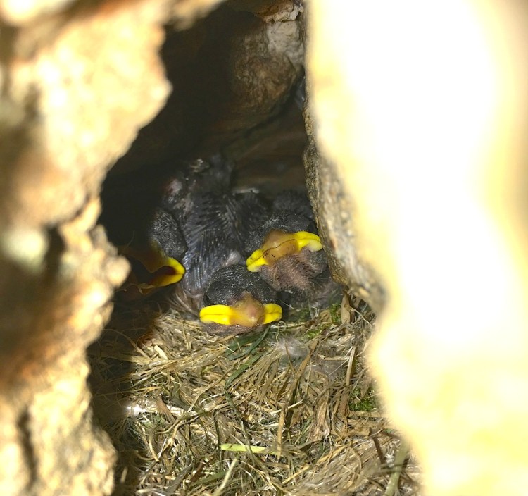Sparrow Chicks, Dorset 03