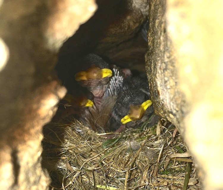 Sparrow Chicks, Dorset 05