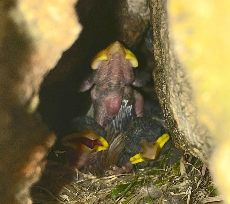 Sparrow Chicks, Dorset 06