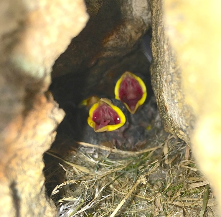 Sparrow Chicks, Dorset 07