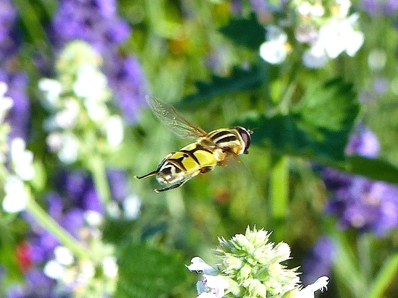 Hoverfly (Helophilus trivittatus) Dorset 03