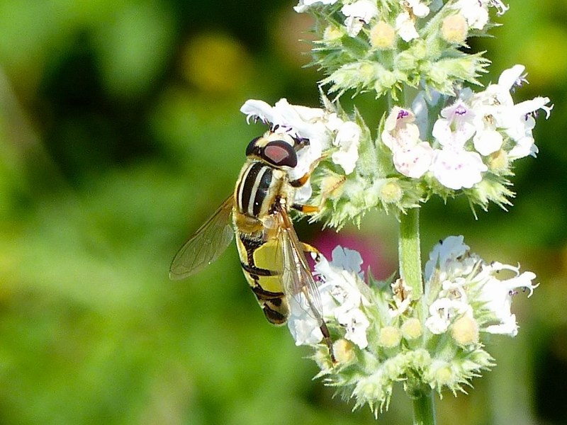 Hoverfly (Helophilus trivittatus) Dorset 15