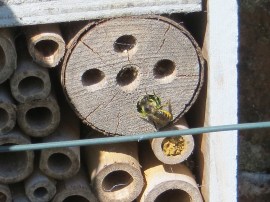 Bee box with leaf-cutter bees, Dorset
