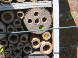 Bee box with leaf-cutter bees, Dorset